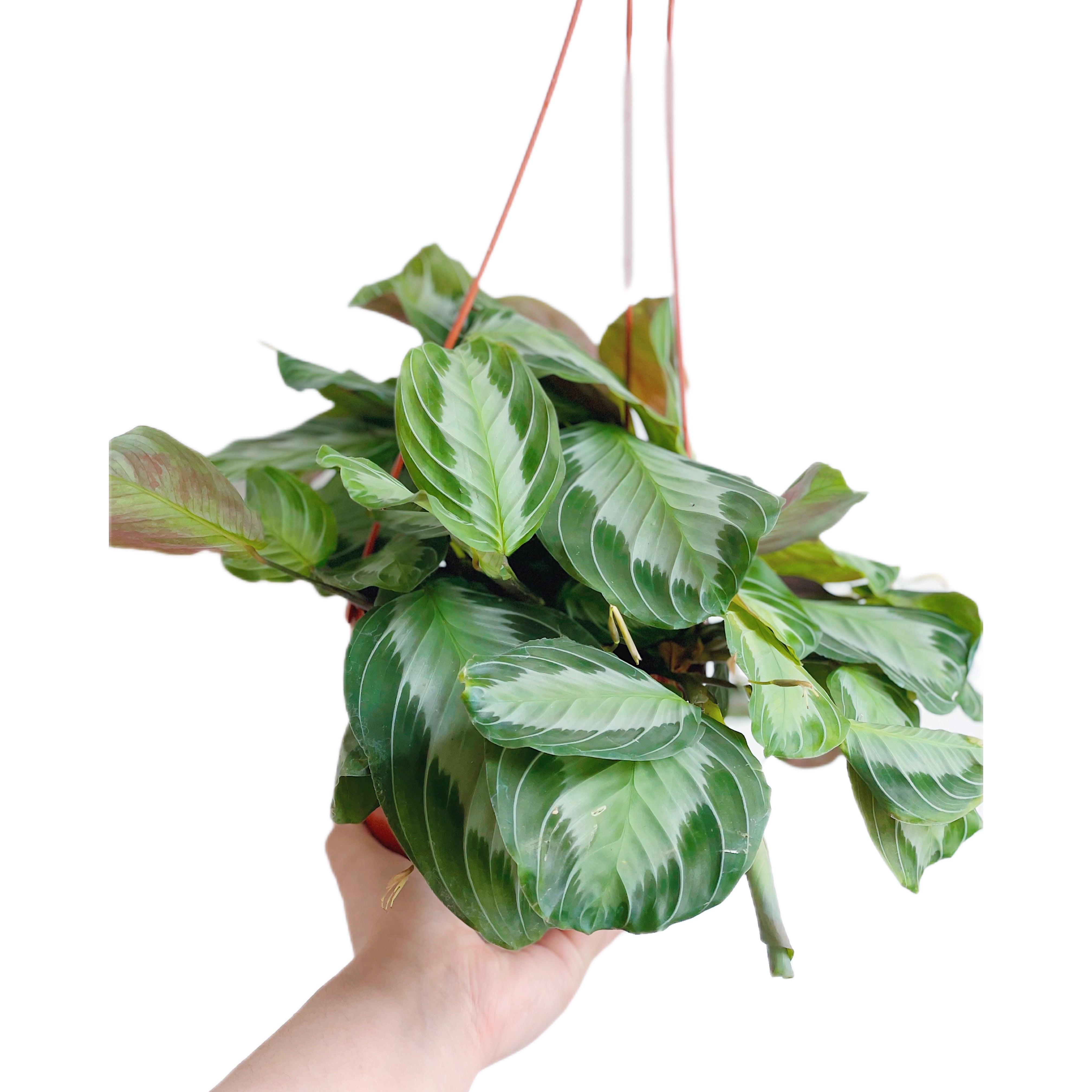 Maranta Silver Band