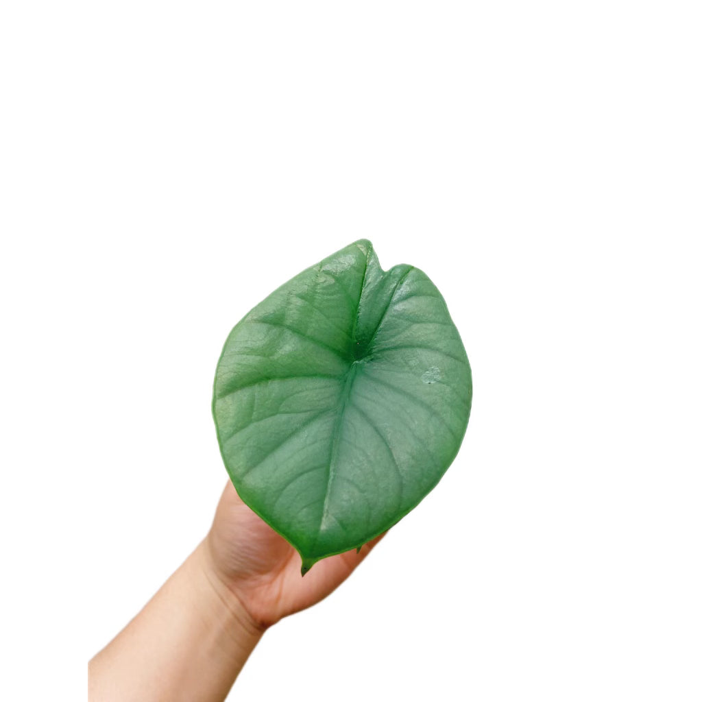 Alocasia Reginae