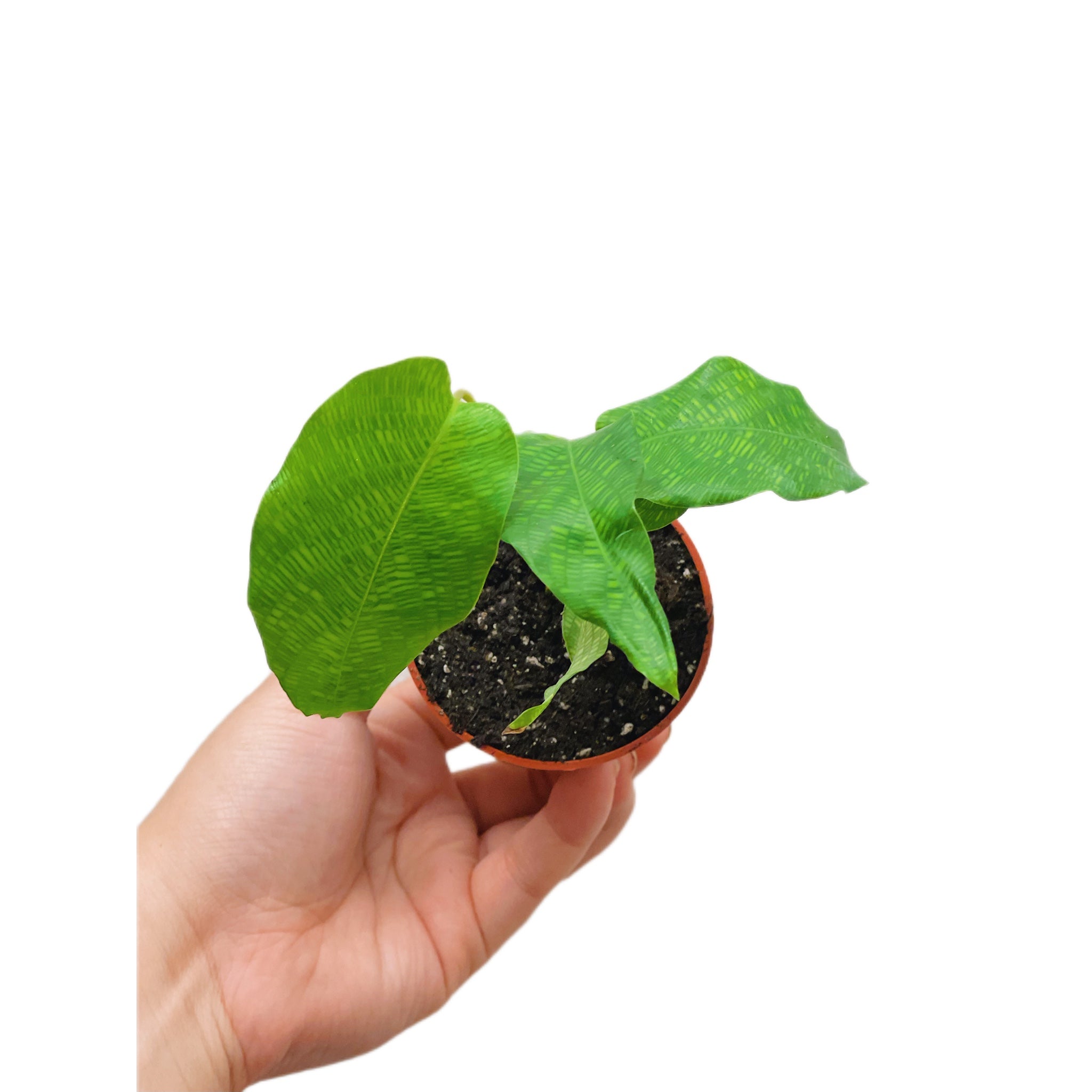 Calathea Musaica