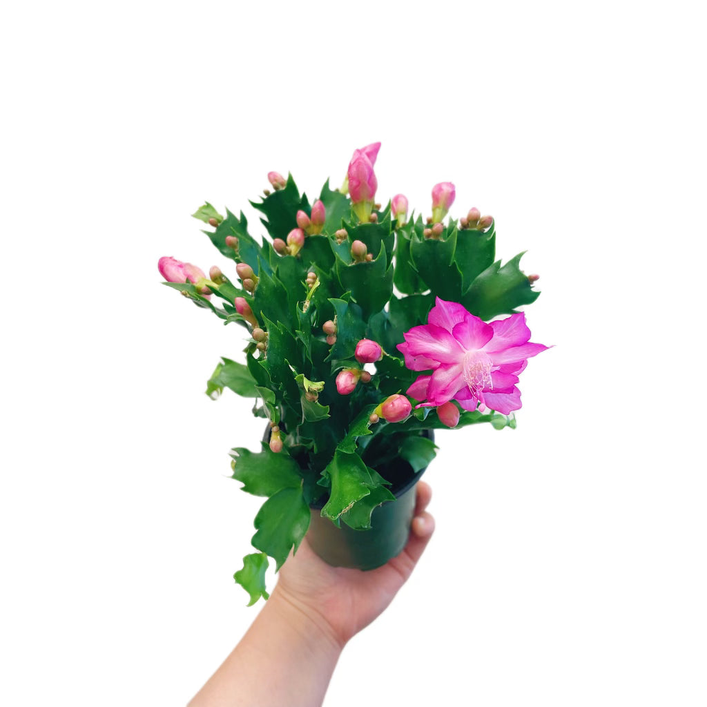 Christmas Cactus