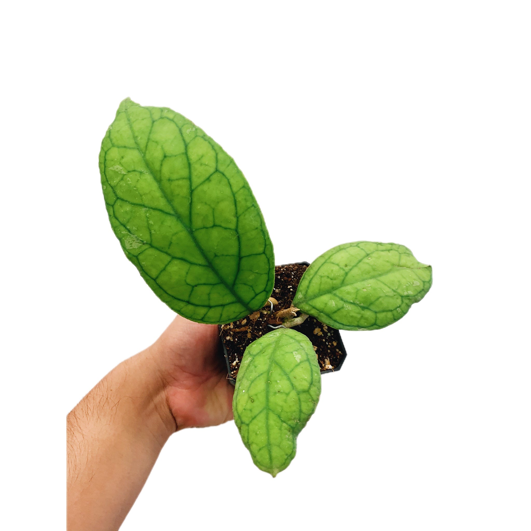Hoya Irina