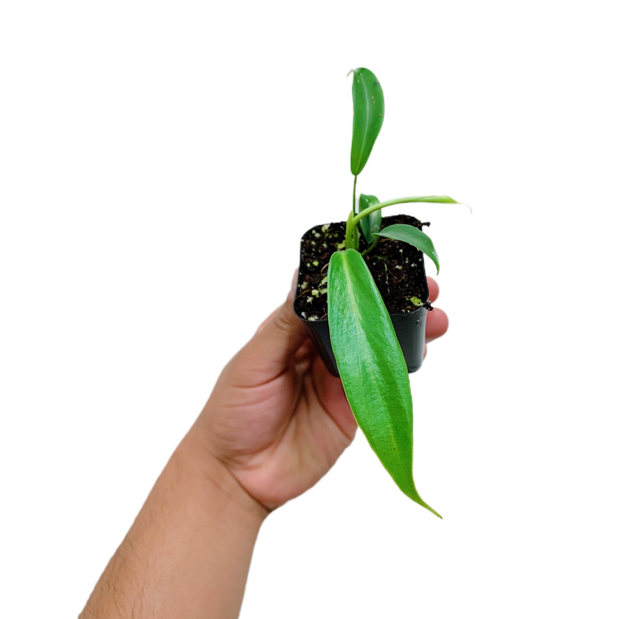 Philodendron Joepii