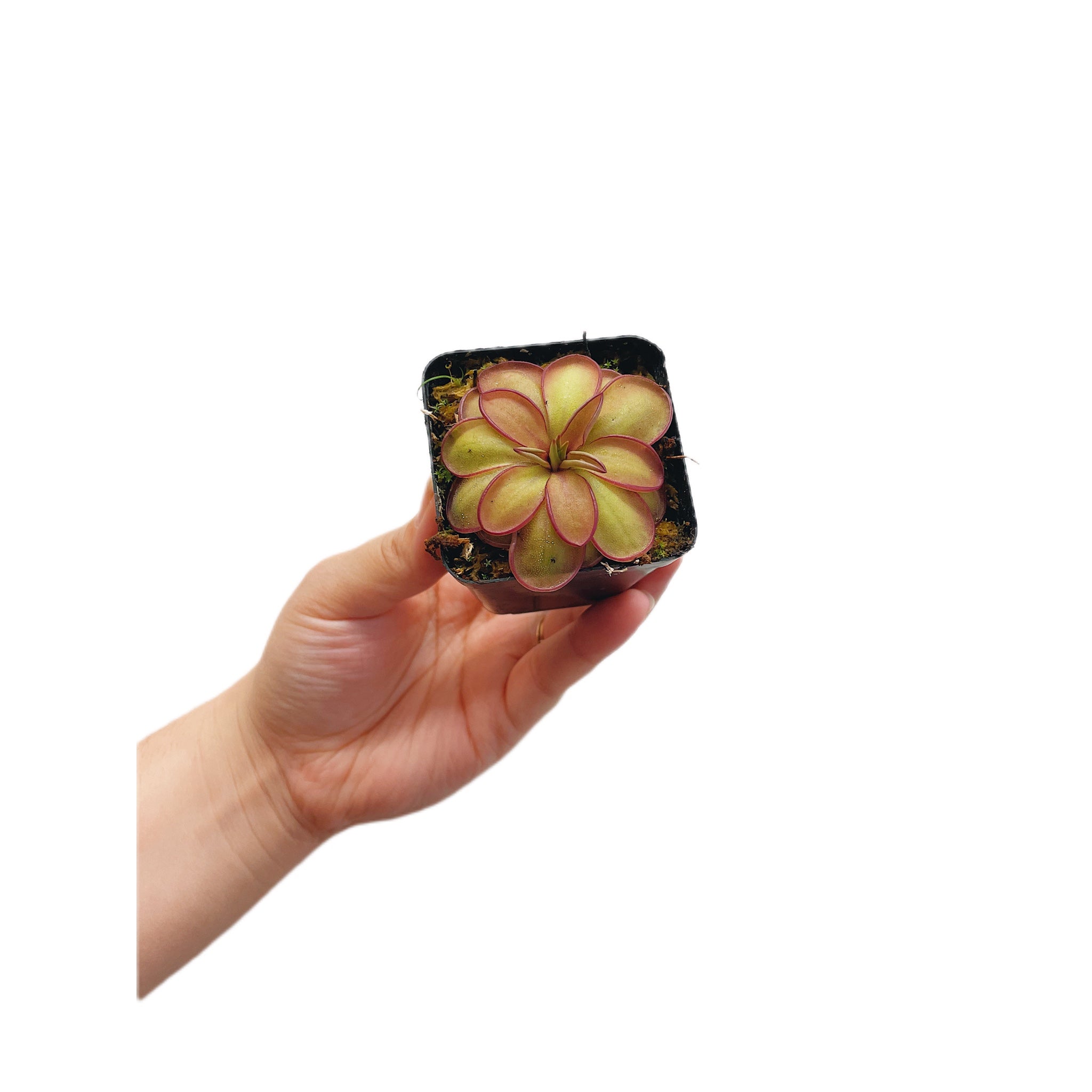 Pinguicula laueana CP2 x emarginata