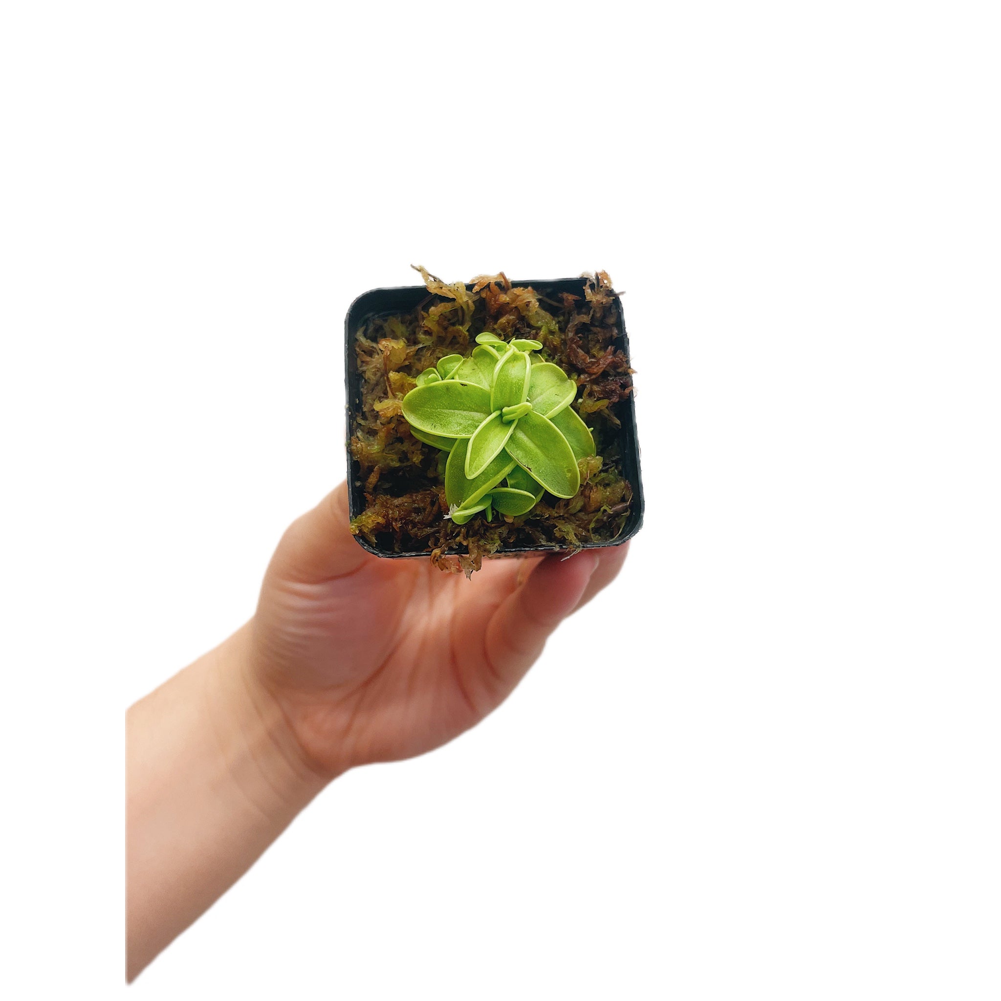 Pinguicula Butterwort (Pick Up Only)
