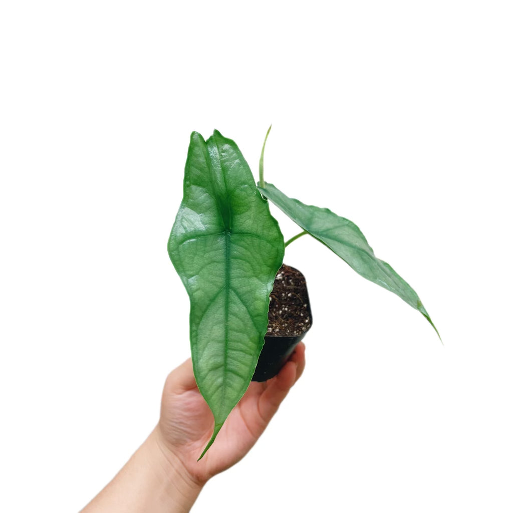 Alocasia Dragon Breath