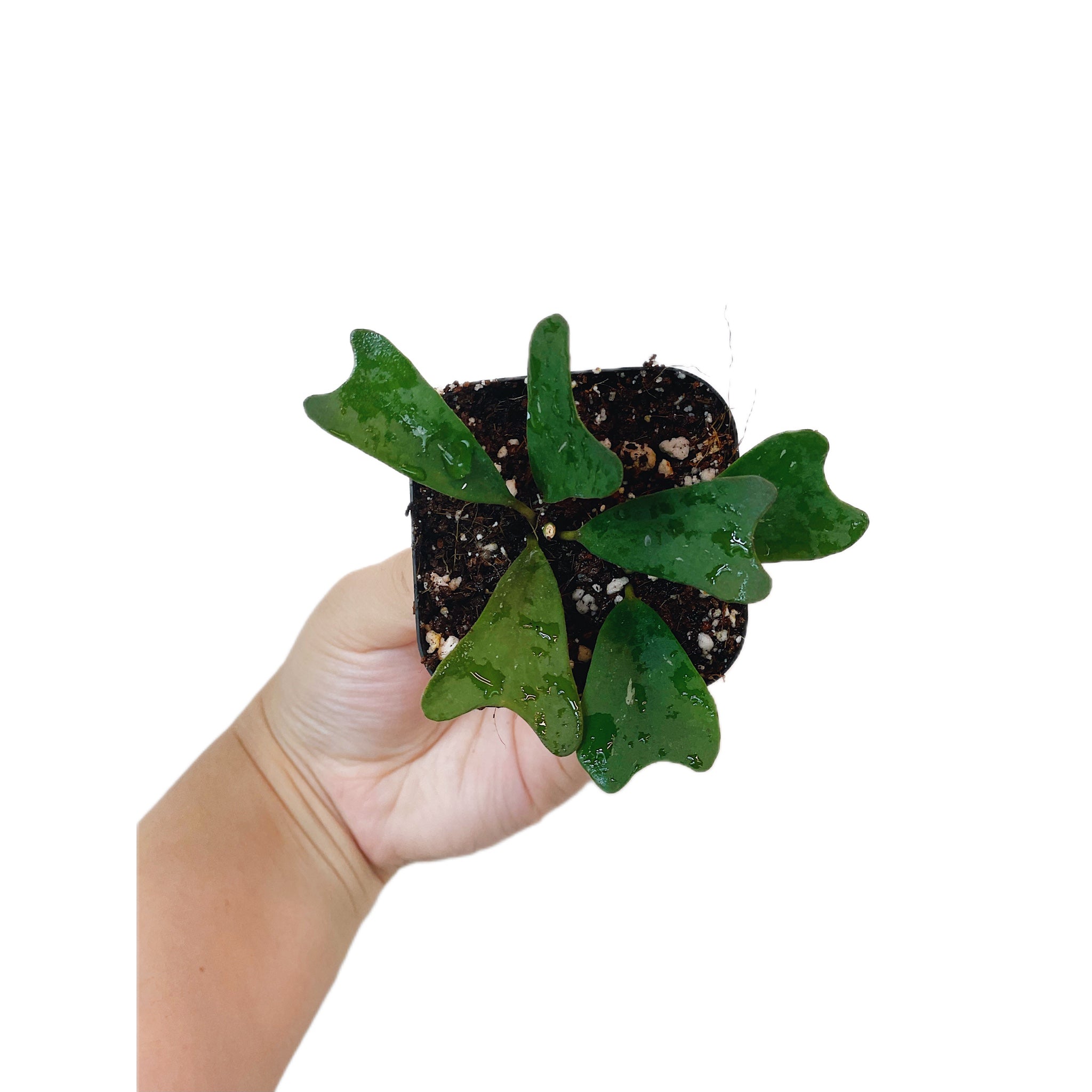 Hoya Manipurensis