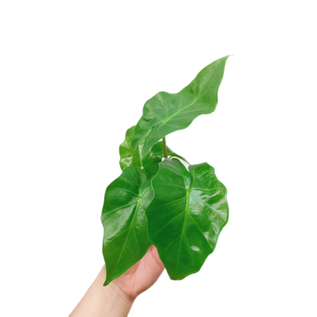 Alocasia Low Rider