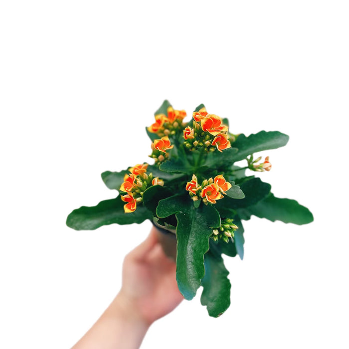 Kalanchoe Orange/Yellow Flower