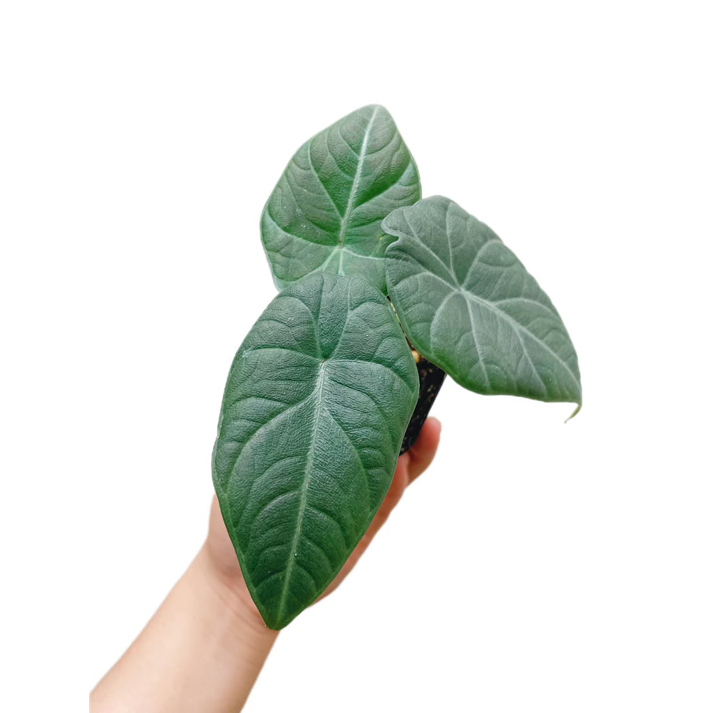 Alocasia Maharani