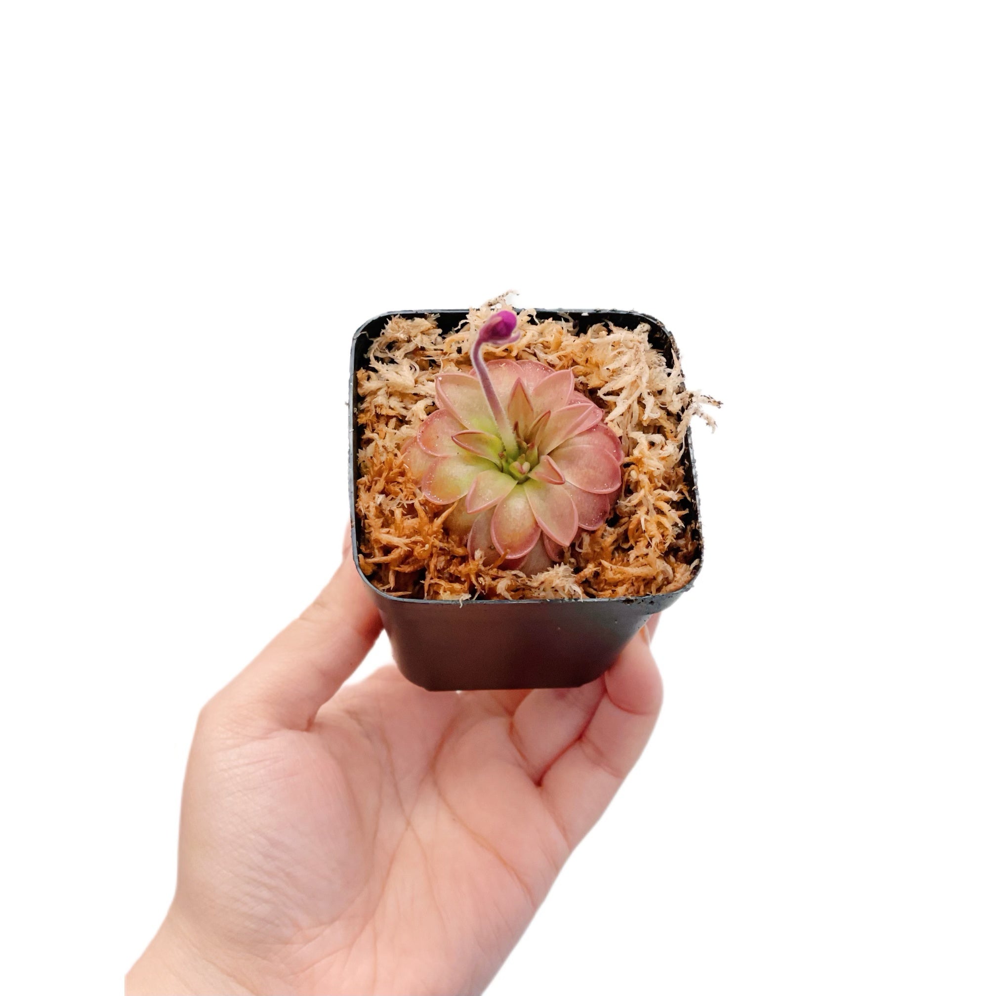 Pinguicula Hemiepipytica